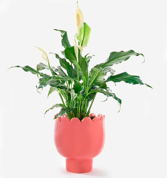 Dark Pink Flower Shape Planter