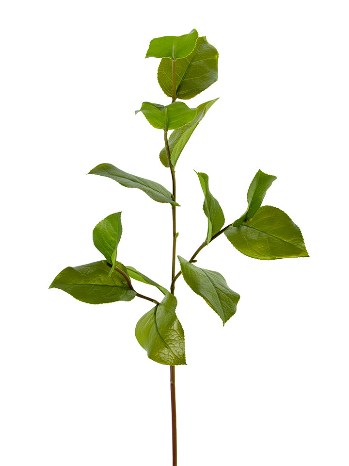 33" Salal Leaf Spray | Real Touch