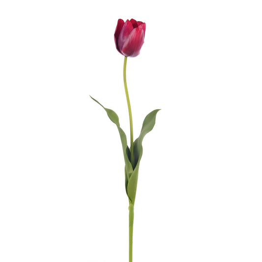 27" American Beauty Dutch Tulip
