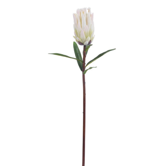 29" White Mink Protea