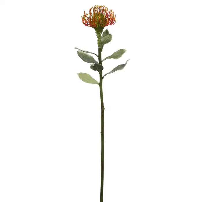 24" Orange/Red Pincushion Protea