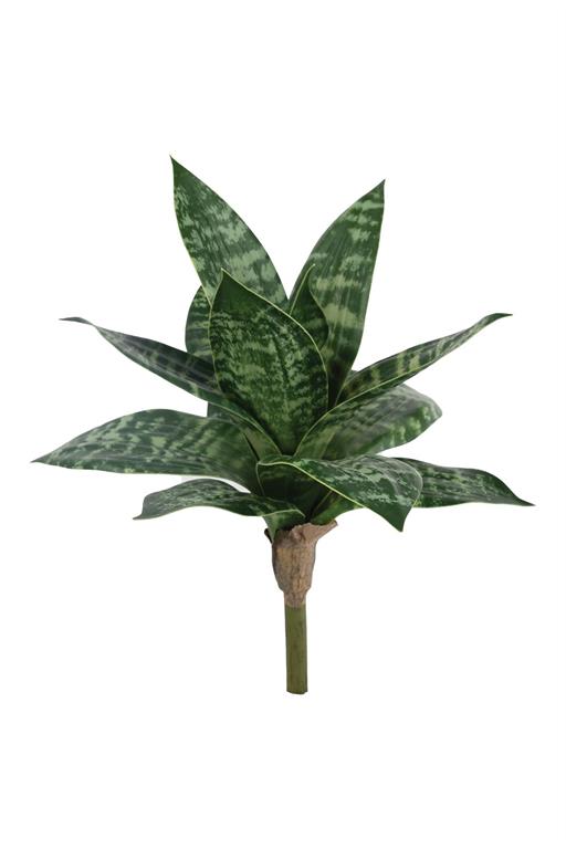 10" Green/Cream Snake Plant