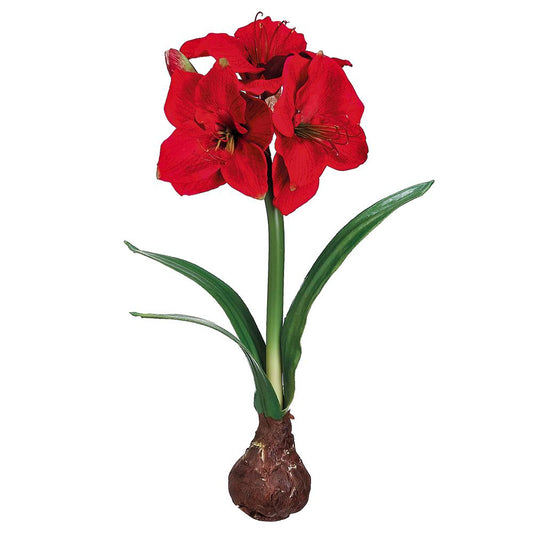 21" Standing Amaryllis with Bulb, Red