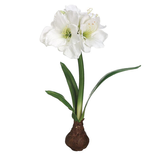 21" Standing Amaryllis with Bulb White