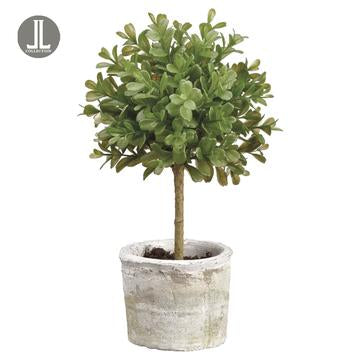 12" Boxwood Topiary in Clay Pot Green