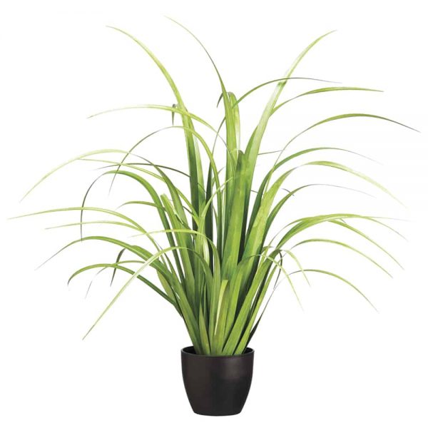 33" Green Reed Grass in Pot