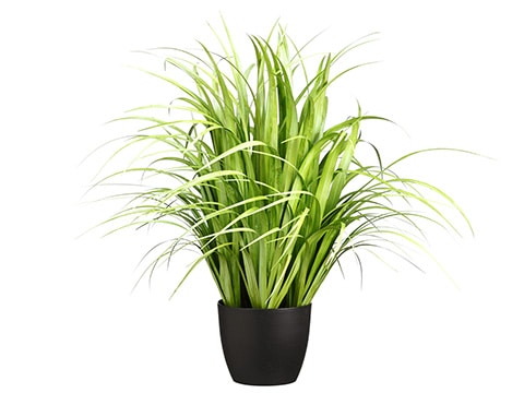 38" Green Reed Grass in Pot