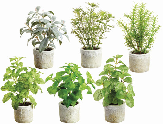 10" Garden Herb - Assorted