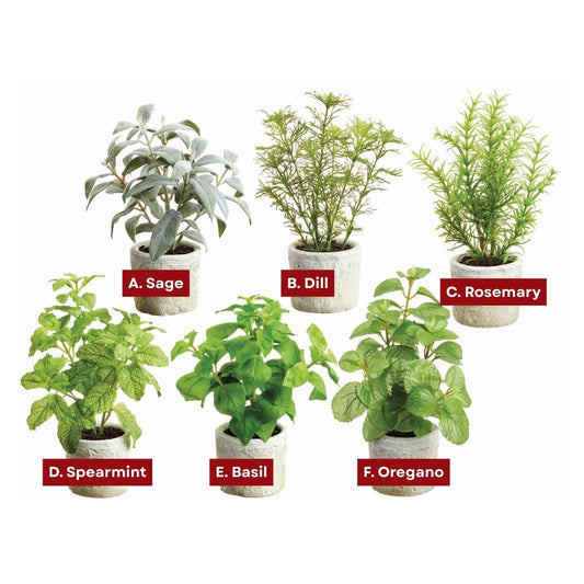 10" Garden Herb - Assorted
