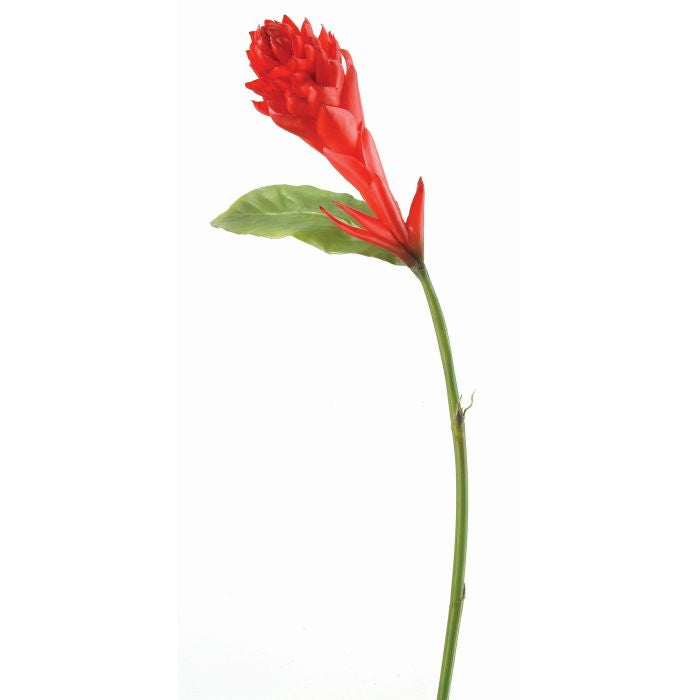 36" Red Ginger Flower Stem