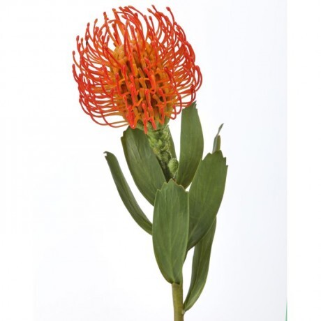 21" Orange Protea Pinchusion