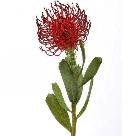 21" Red Pincushion Protea