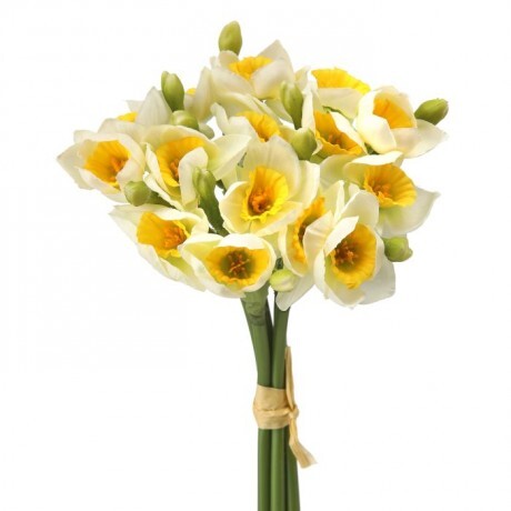 12" Yellow Narcissus Bundle