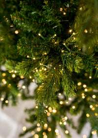 Royal Pine Color-Change Christmas Tree