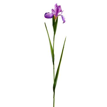 30" Purple Iris Spray