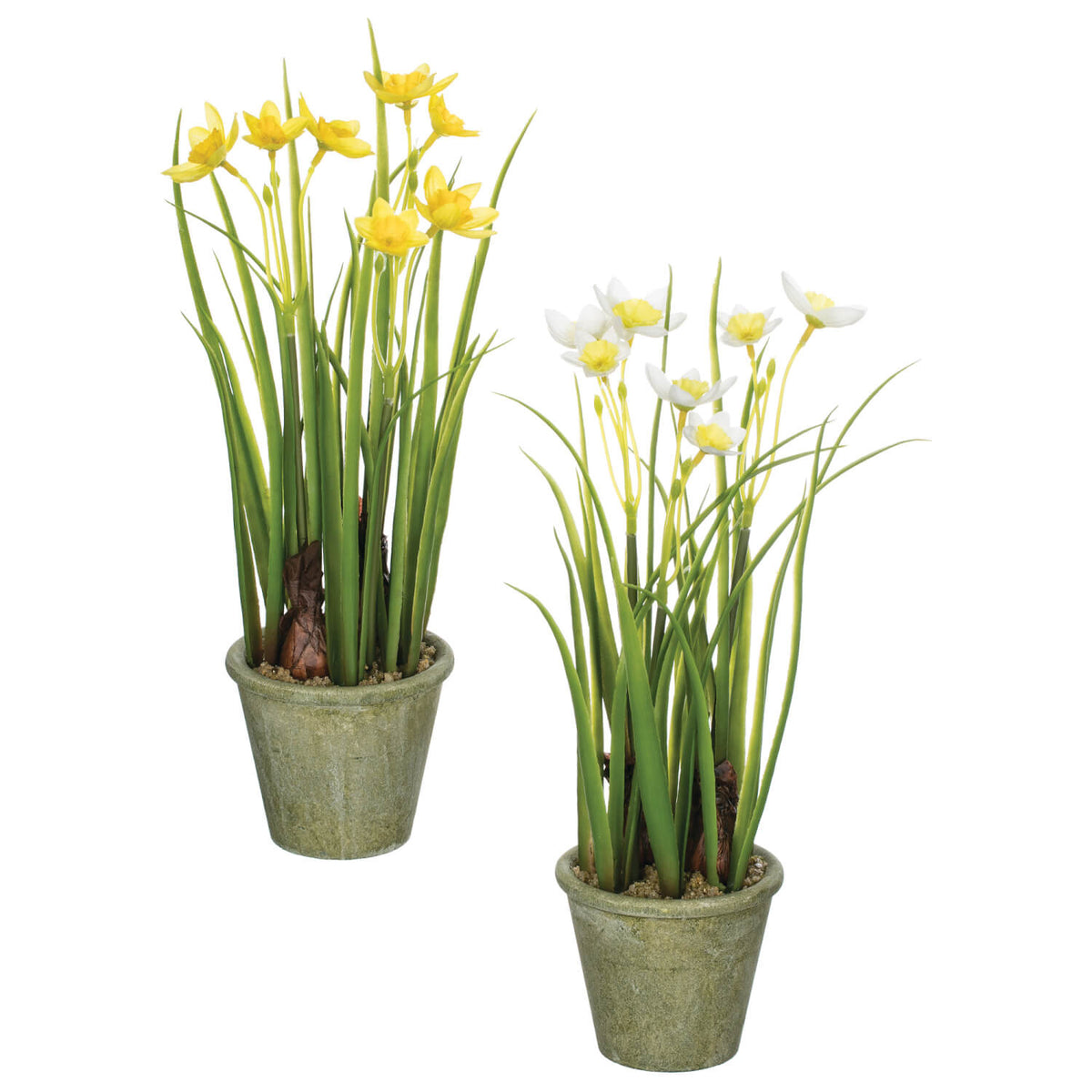 12" Yellow/White Daffodil Potted Assorted