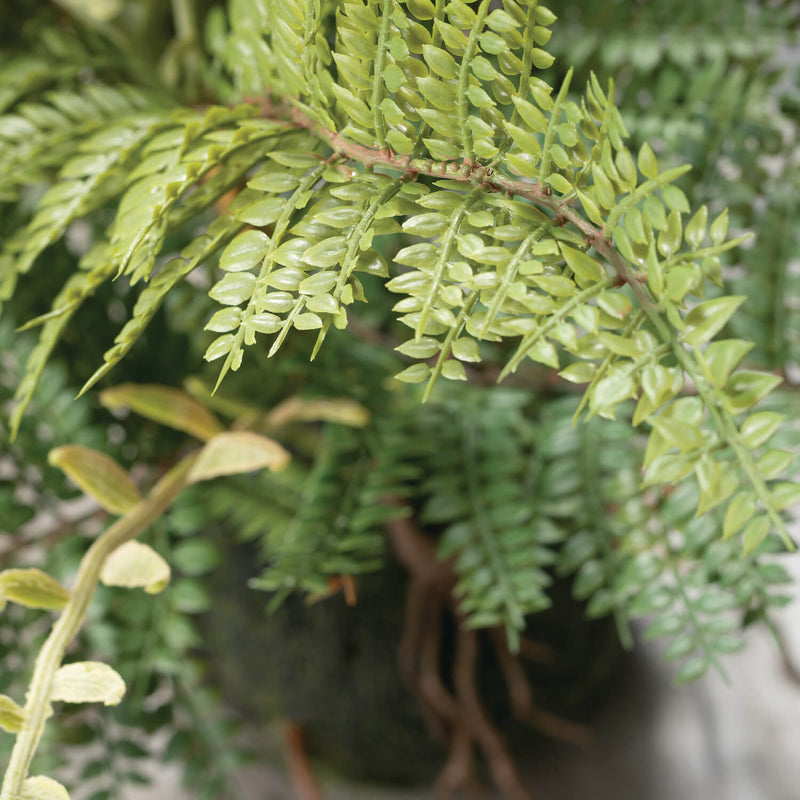 13" Green Fern In Ball