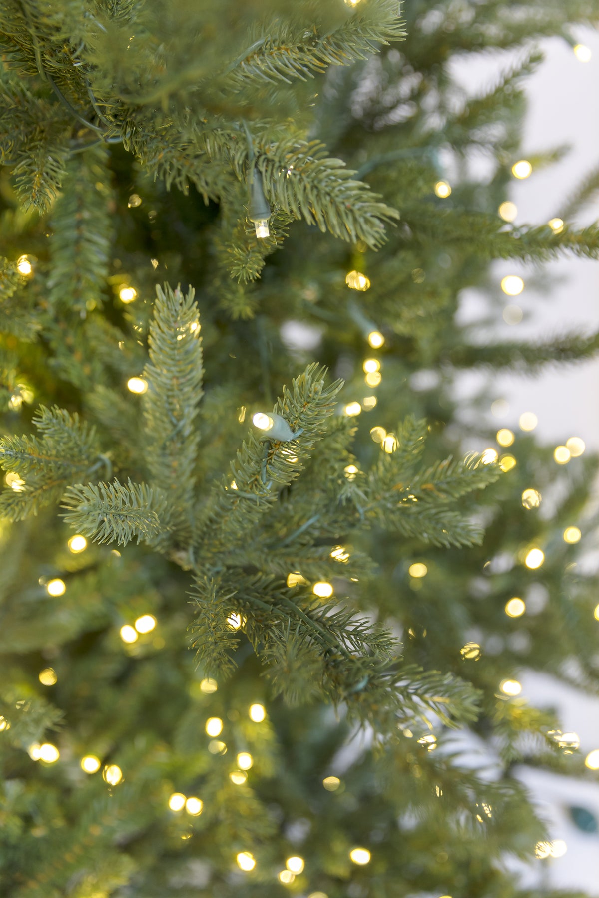 Wasatch Frasier Christmas Tree