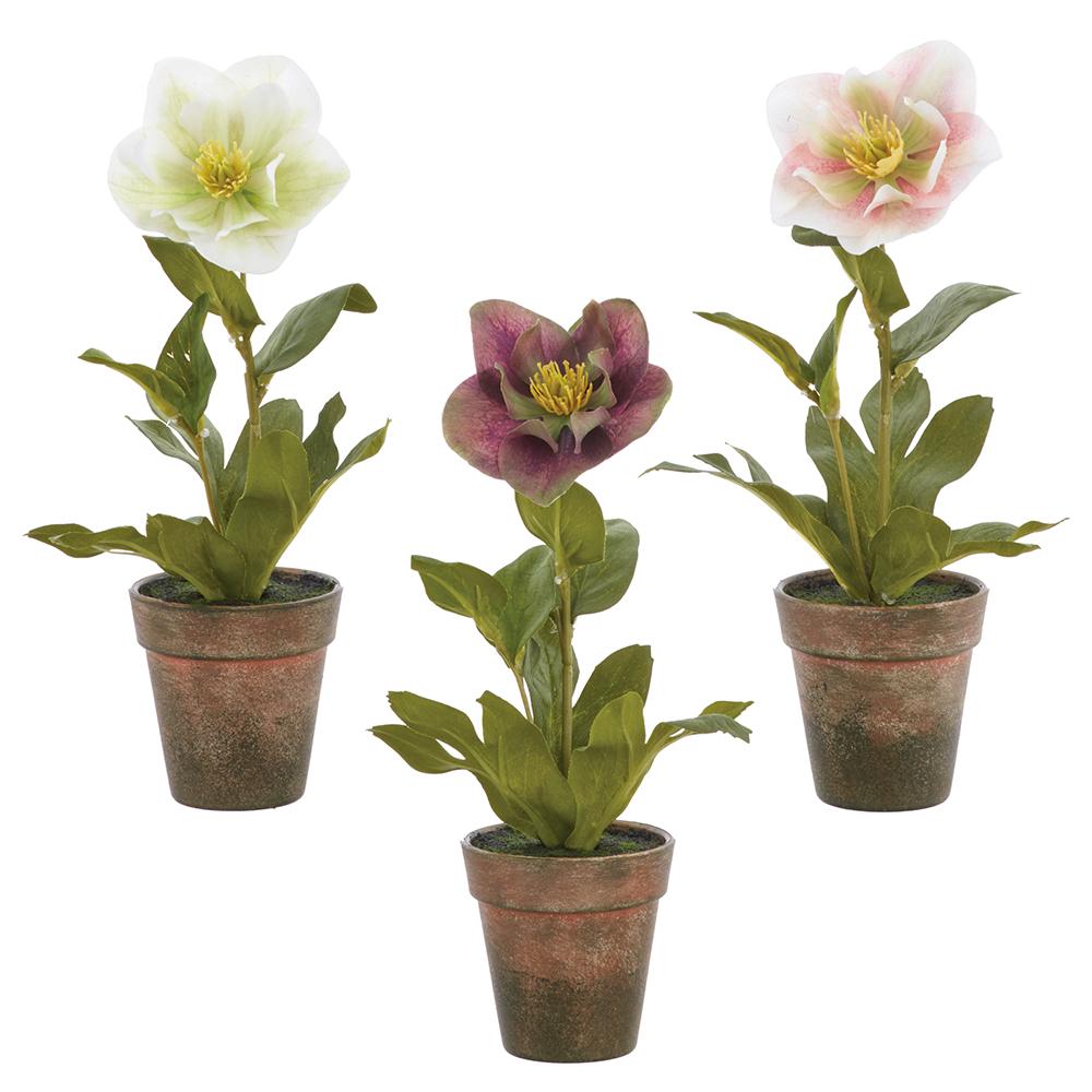 11" Helleborus With Pot, Assorted