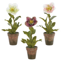 11" Helleborus With Pot, Assorted
