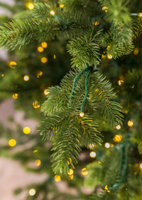 Douglas Fir Christmas Tree