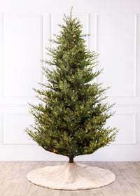 Williamsburg Fraser Fir Christmas Tree