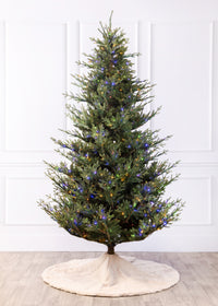 Williamsburg Fraser Fir Christmas Tree