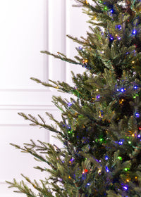 Williamsburg Fraser Fir Christmas Tree