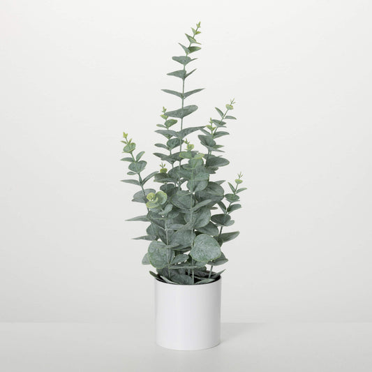20" Green Eucalyptus with Pot