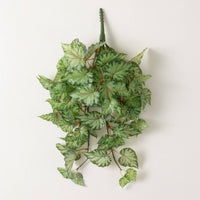 22" Green Bogoinia Bush