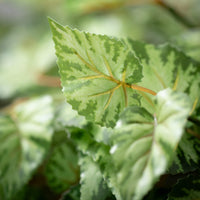 22" Green Bogoinia Bush