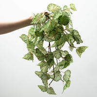 22" Green Bogoinia Bush