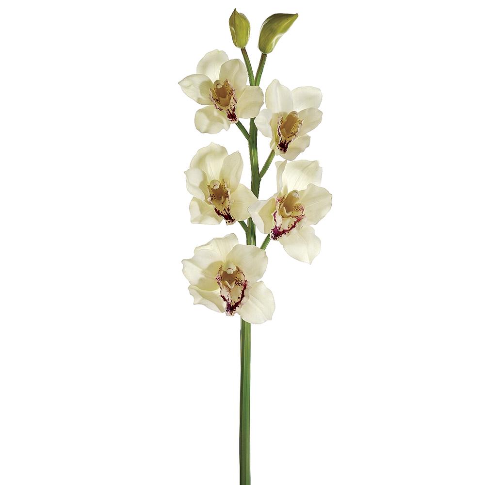 31" Cream/Burgundy Cymbidium Orchid Spray