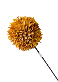Allium 26" Brown