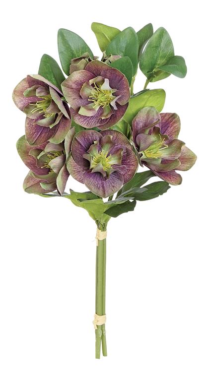 14" Purple Helleborus Bundle