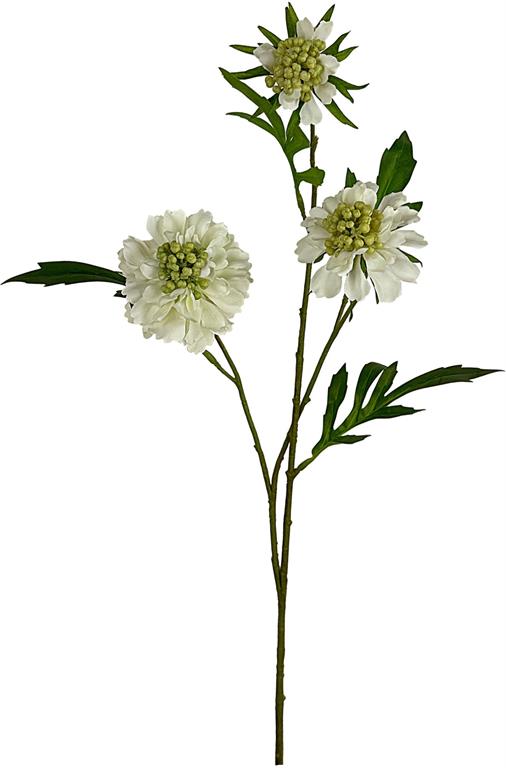 Spray Scabiosa X2 W/Bud 23" White