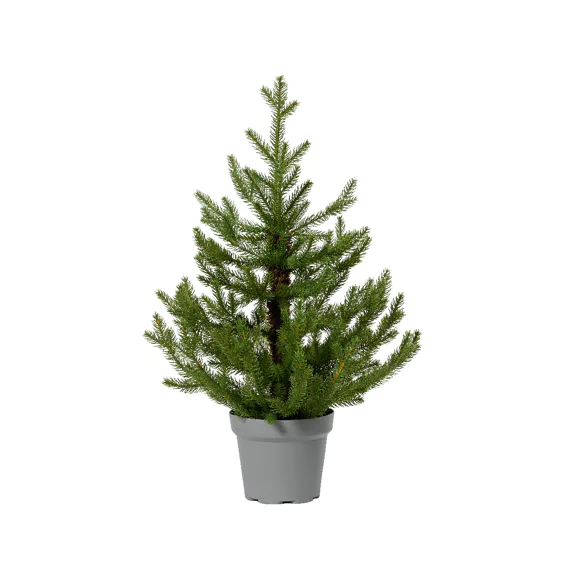 24" Green Tree Norway with Indoor Pot