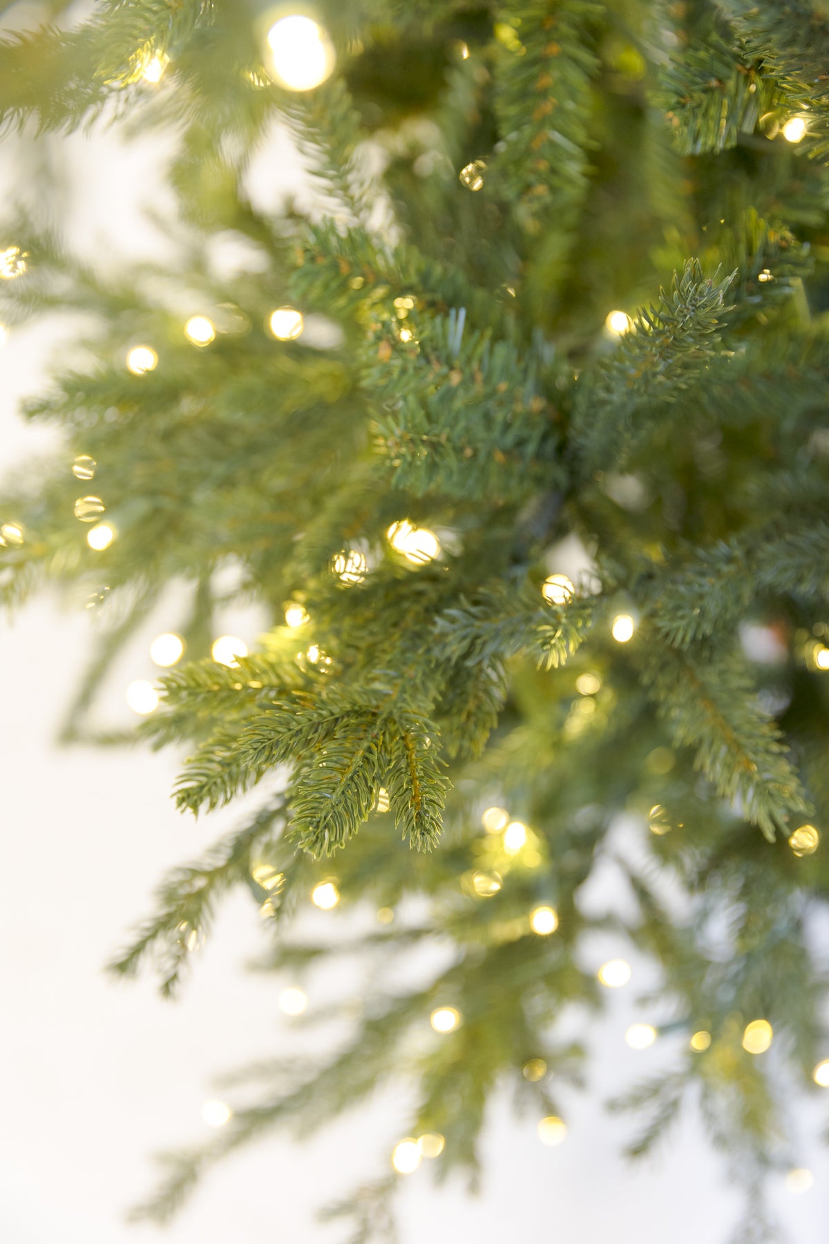 Wasatch Frasier Christmas Tree