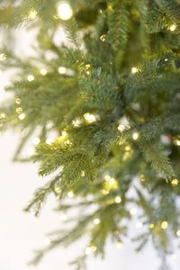 Wasatch Frasier Christmas Tree