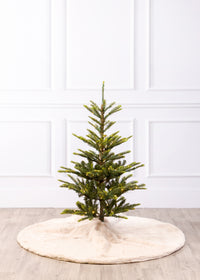 Norwegian Spruce Christmas Tree