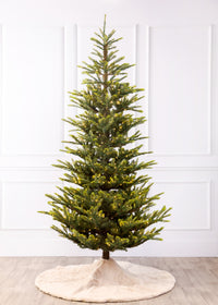 Norwegian Spruce Christmas Tree