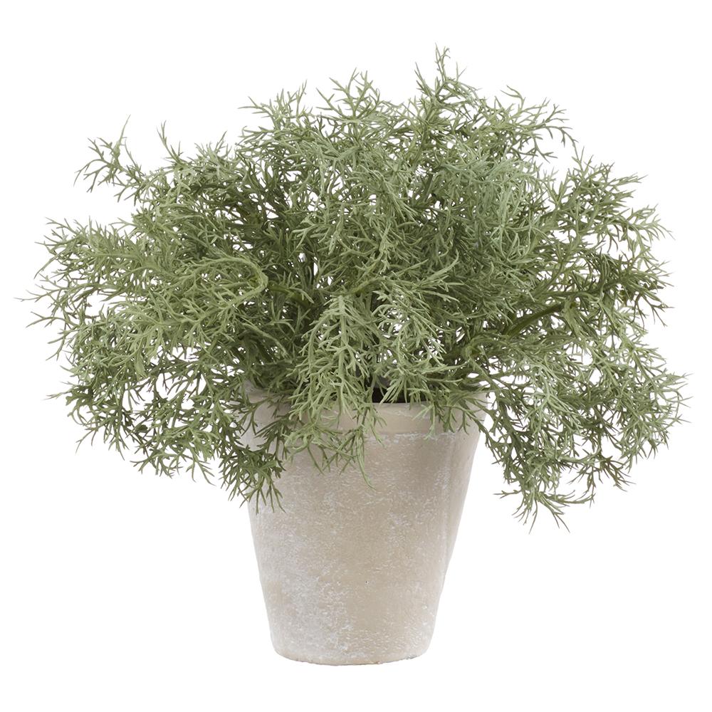 9" Green/Gray Sprengeri Plant With Pot