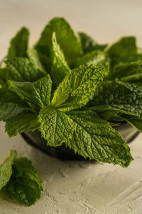 Morning Mint Puralast Pura Refill