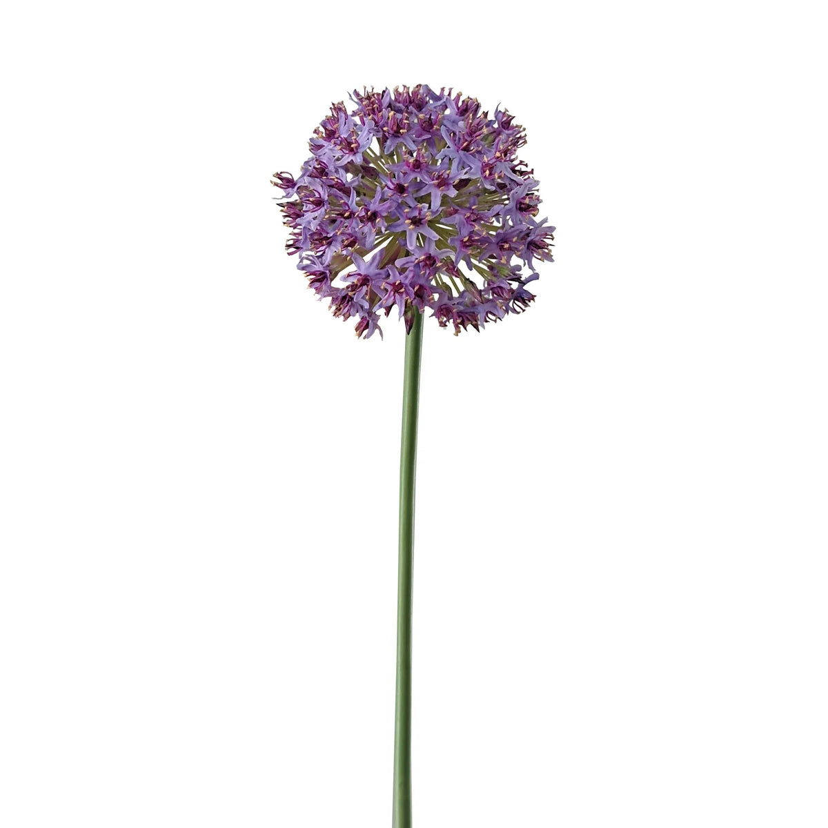 28" Lavender Allium Mount Everest