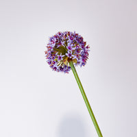 28" Lavender Allium Mount Everest