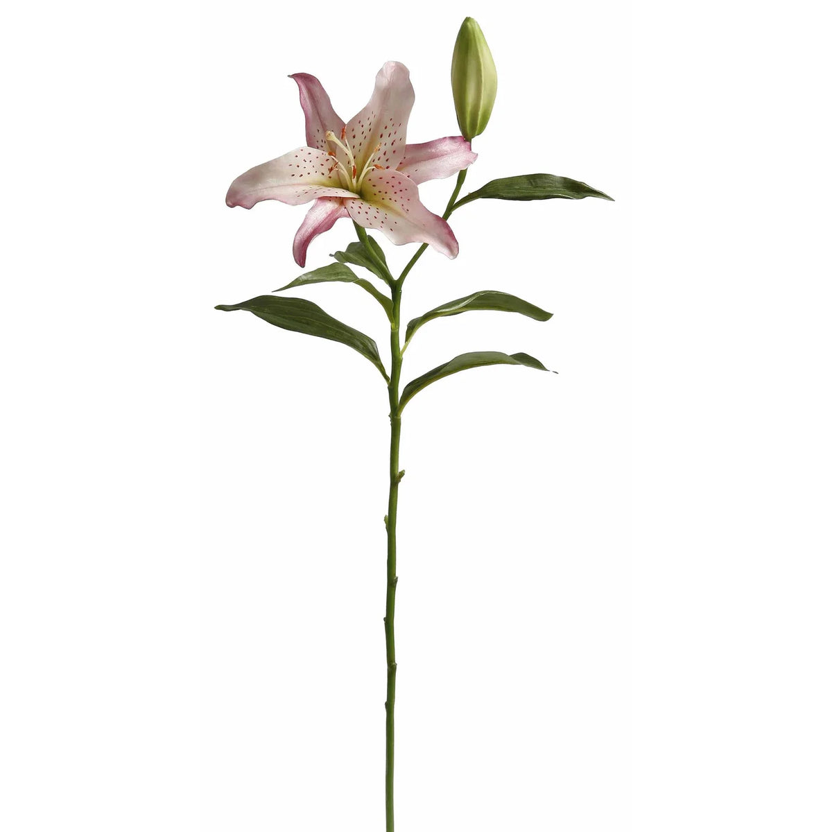 21" Mauve Lily Rubrum