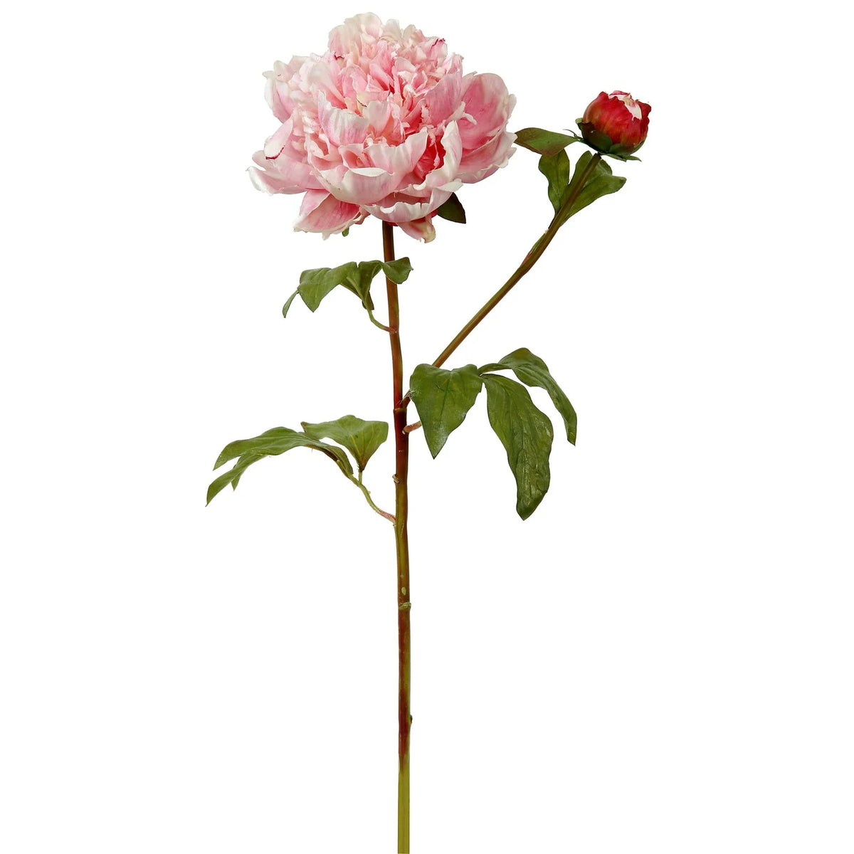 19" Cream/Pink Open Peony with Bud
