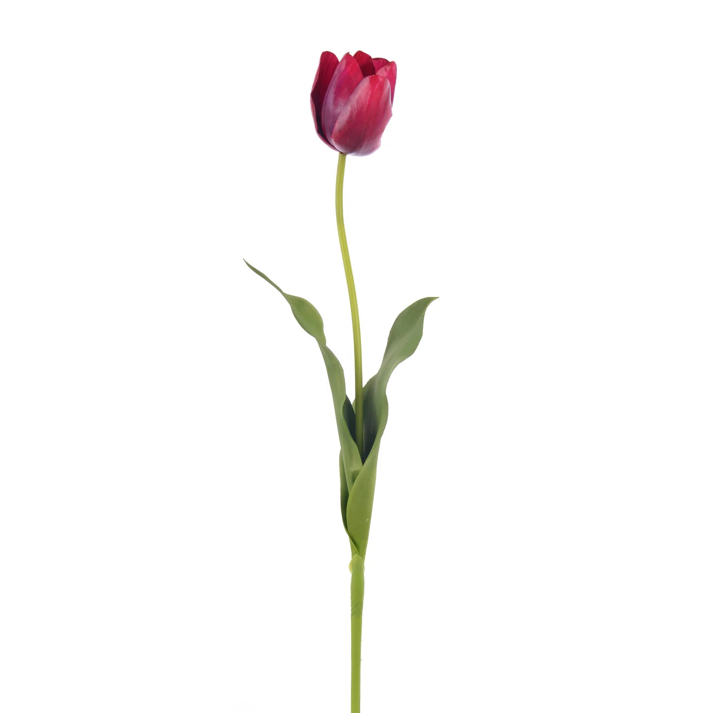 Winward Home American Beauty Dutch Tulip