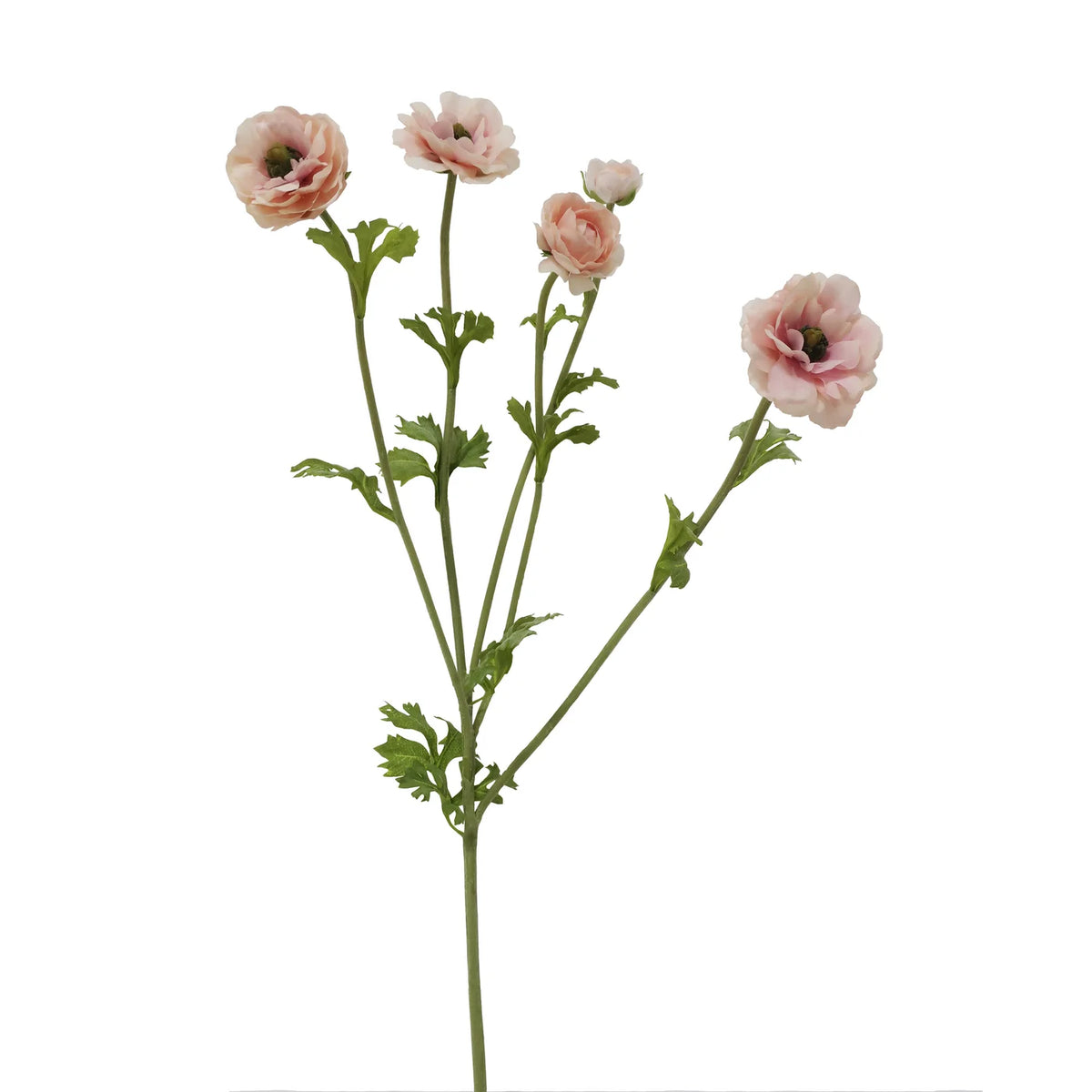 Pink Ranunculus Butterfly