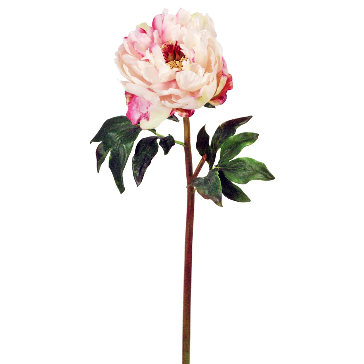 20" Cream Open Peony